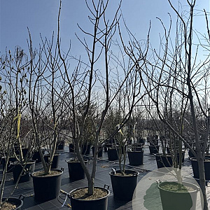 Catalpa bignonioides 325-350 cm cont. 130L meerstammig