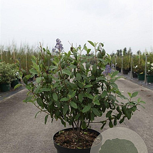 Ceanothus del. 'Henri Défossé' 60-80 cm 10L