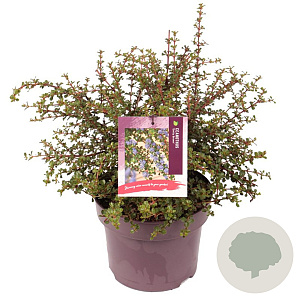 Ceanothus 'Emily Brown' 25-30 cm 5,0L