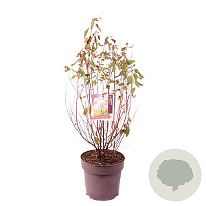 Ceanothus pallidus 'Marie Simon' 70-80 cm 10L