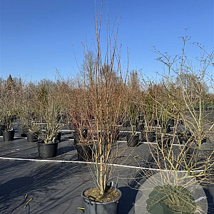 Cercidiphyllum japonicum 225-250 cm 50L