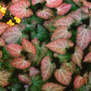 Epimedium perralc. 'Frohnleiten' GM P9