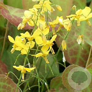 Epimedium perralc. 'Frohnleiten' GM P9