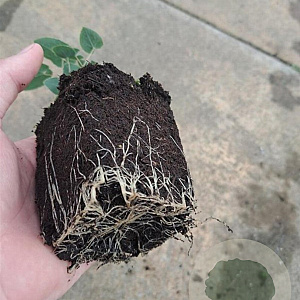 Epimedium perralc. 'Frohnleiten' GM P9