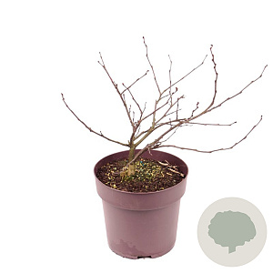 Cercis siliquastrum 40-45 cm 10L