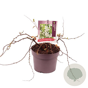 Chaenomeles sup. 'Jet Trail' 20-25 cm 3,0L