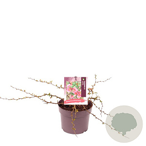 Chaenomeles sup. Pink Trail 30-40 cm 3,0L