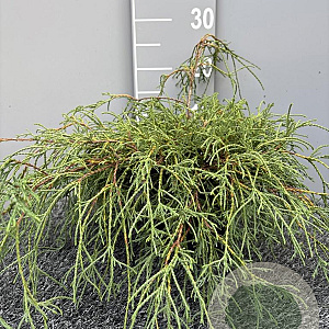 Chamaecyparis p. 'Filifera Nana' 40 cm 2,0L