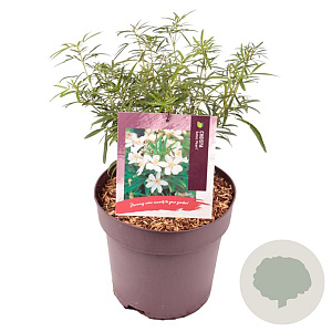 Choisya 'Aztec Pearl' 30-35 cm 5,0L