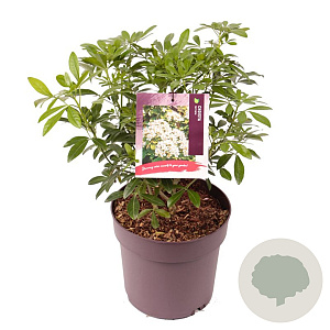 Choisya ternata 30-35 cm 5,0L