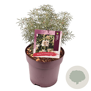 Choisya t. White Dazzler 25-30 cm 5,0L