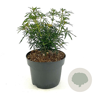 Choisya t. White Dazzler 25-30 cm 5,0L