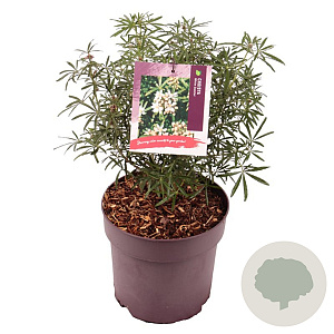 Choisya t. White Dazzler 25-30 cm 10L