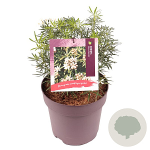 Choisya t. White Dazzler 30-35 cm 10L