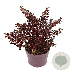 Coprosma 'City Knights' 20-25 cm 3,0L