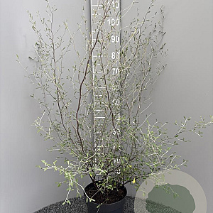 Corokia virgata 60-80 cm 7,5L
