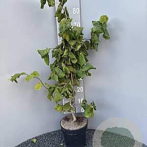 Corylus a. 'Contorta' 80-100 cm 4,5L