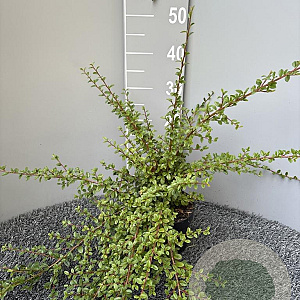 Cotoneaster suec. 'Coral Beauty' 40-50 cm 2,0L