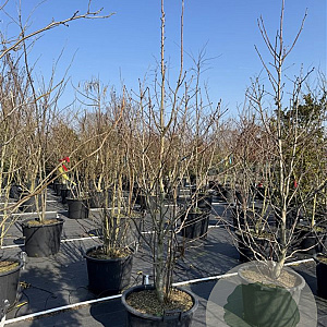 Davidia involucrata 250-275 cm cont. 80L meerstammig