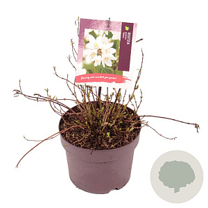 Deutzia gracilis 'Nikko' 30-40 cm 3,0L