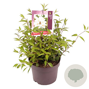 Deutzia gracilis 'Nikko' 30-40 cm 3,0L