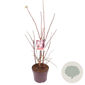 Deutzia hybrida 'Strawberry Fields' 80-100 cm 7,5L