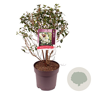 Escallonia 'Iveyi' 50-60 cm 10L