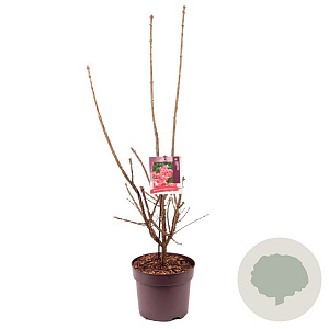 Euonymus alatus 60 cm 7,5L