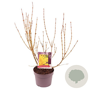 Forsythia int. Week-End 40-50 cm 3,0L