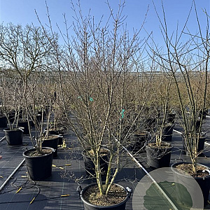 Frangula alnus 'Aspleniifolia' 175-200 cm cont. 150L meerstammig
