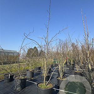 Gleditsia triac. 'Sunburst' 250-300 cm cont. 110L meerstammig