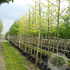 Gleditsia triac. 'Sunburst' 10-12 HO 50L