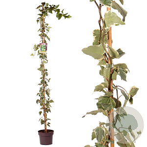 Hedera alg. 'Gloire de Marengo' 150-175 cm 50L