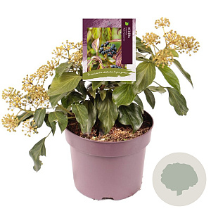 Hedera col. 'Fall Favourite' 30-40 cm 7,5L
