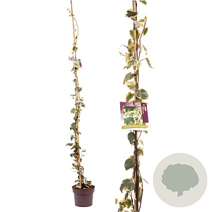 Hedera colchica 'Dentata Variegata' 150-175 cm 50L