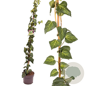 Hedera colchica 'Sulphur Heart' 150-175 cm 50L