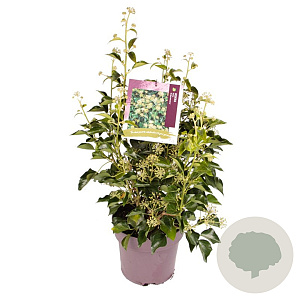 Hedera hel. 'Arborescens' 50-60 cm 10L