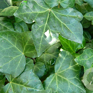 Hedera hel. 'Woerner' 80-100 cm C1.5 met stok