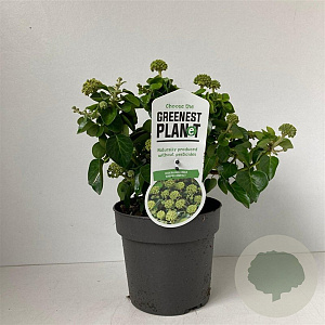 Hedera hib. 'Arbori Compact' 25-30 cm 2,0L