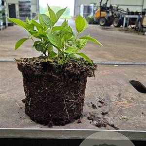 Hydrangea pan. 'Limelight' 30-35 cm 2,0L