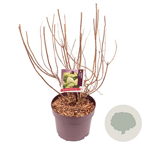 Hydrangea pan. 'Limelight' 30-35 cm 3,0L