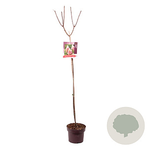 Hydrangea pan. Pinky Winky 80 cm stam 5,0L