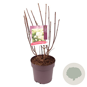Hydrangea pan. 'Silver Dollar' 50-60 cm 10L