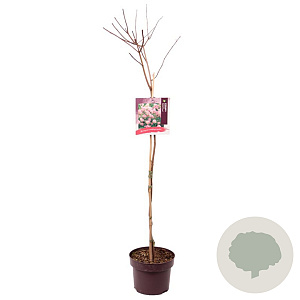 Hydrangea pan. Vanille-Fraise 80 cm stam 5,0L