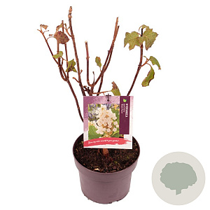 Hydrangea querc. 'Black Porch' 30-35 cm 3,0L