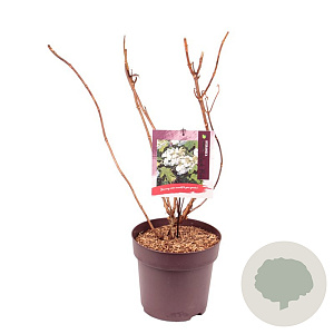 Hydrangea querc. 'Black Porch' 60-70 cm 10L