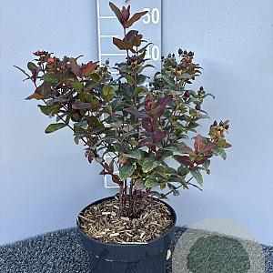 Hypericum i. Magical Black 30-40 cm 5,0L