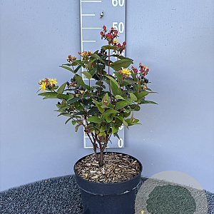 Hypericum i. Magical Red 30-40 cm 5,0L