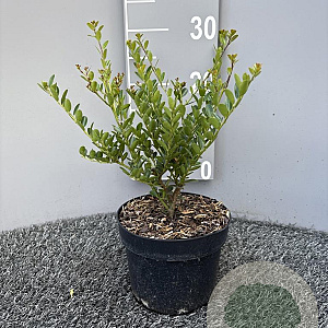 Ilex crenata 'Green Hedge' 15-20 cm 2,0L