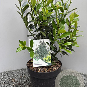 Ilex meserv. 'Heckenpracht' 30-40 cm 3,0L